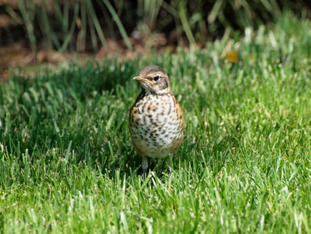 Song Thrush Bird in grassy field.  The song thrush is a thrush that breeds across much of Eurasia.