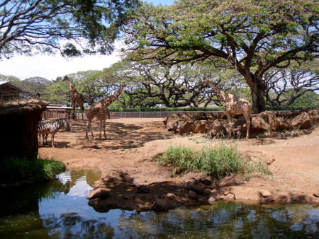 Honolulu - May 26, 2009: Giraffe and Zebra at the Honolulu Zoo with trees, tall grass, and pond.のeditorial素材