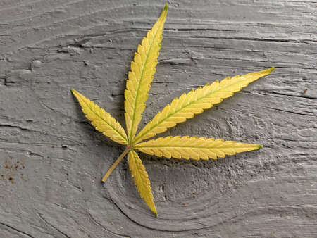 Yellow Green marijuana cannabis leaf on wood table