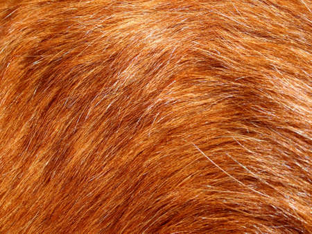 Close-up of Orange Golden Retriever Hair with bits of gray.の写真素材