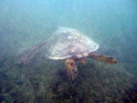 Hawaiian Sea Turtle swims away above coral rocks the waters of Waikiki on Oahu, Hawaii.の写真素材