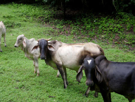 Three Cows stand in a row as they roam free in Costa Rica in grassy area of forest.の写真素材