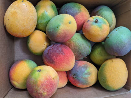 Pile of Sun-kissed Hayden Mango's in box Honolulu, Hawaii.の写真素材