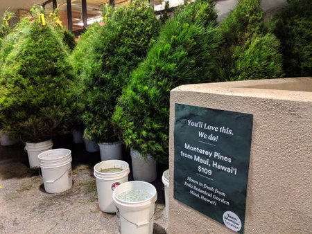 Honolulu -  November 23, 2018: Monterey Pines Christmas Trees from Kula Botanical Gardens on Maui, Hawaii for sell at Whole Foods Market on Oahu.のeditorial素材