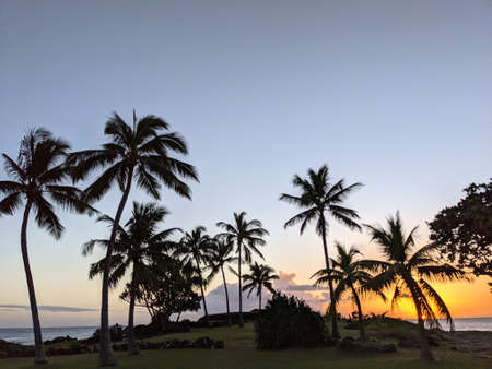Sunset through the coconut trees at Hawaiian Heiau in Pokai Bay as it sets over the water on Oahu, Hawaii.の写真素材