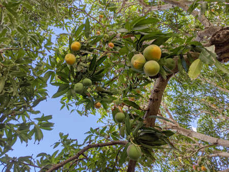 Many Sun-kissed Hayden Mangos hang from tree Honolulu, Hawaii.の写真素材