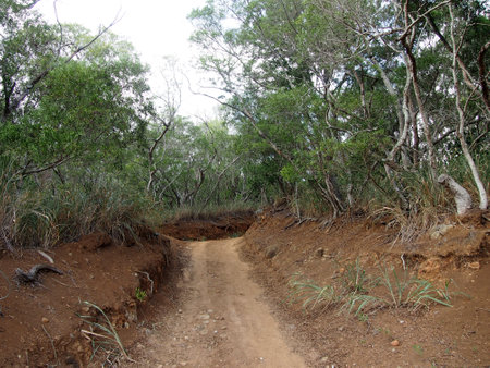 Dirt Road going up into the Mountain surrounding by trees on Oahu, Hawaii.の写真素材