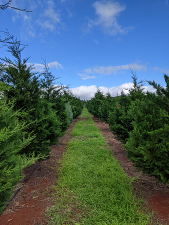 Rows of Christmas Trees in field for harvest on Oahu, Hawaii.の写真素材