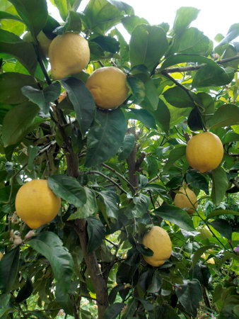 Close-up of yellow Lemons on Tree in garden.の写真素材