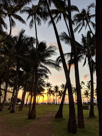 Sunset as it lowers towards the ocean shining through row of Coconut trees along path on Kaimana Beach on Oahu, Hawaii.の写真素材