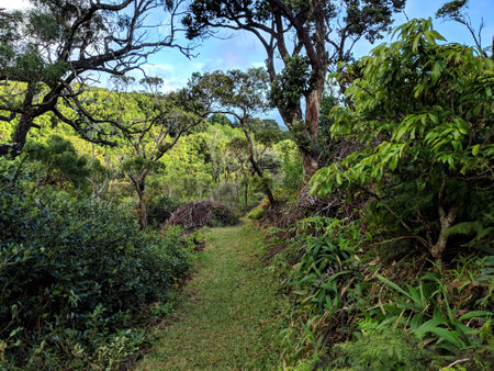Winding path mountain surrounded with grass, bushes, fruit, Ohia and koa trees on Tantalus Mountain on Oahu, Hawaii.の写真素材