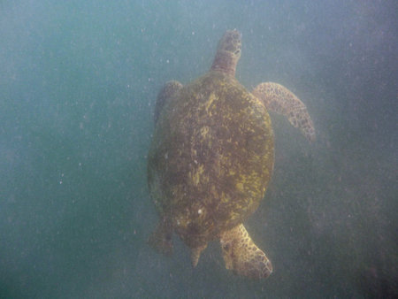 A large Hawaiian turtle can be seen swimming in water filled with small bits of debris. The turtle navigates through the trash, highlighting the problem of pollution in the ocean.の写真素材