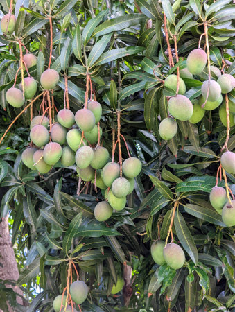 A close-up of sun-kissed Hayden mangoes of different sizes hanging from a tree full of green leaves on Oahu, Hawaii. These delicious and juicy mangoes are a staple of Hawaiian cuisine and are enjoyed by locals and tourists alike.の写真素材