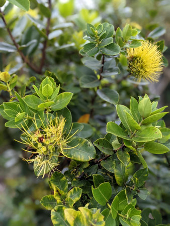 A close-up of yellow ohi'a flowers in bloom on a branch of a tree. The flowers are delicate and beautiful, and they add a touch of color to the landscape. The ohi'a tree is a native Hawaiian tree, and it is often used in landscaping. The flowers are a symbol of love and affection in Hawaiian culture.の写真素材