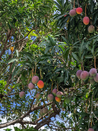 A close-up of sun-kissed Hayden mangoes of different sizes hanging from a tree full of green leaves on Oahu, Hawaii. These delicious and juicy mangoes are a staple of Hawaiian cuisine and are enjoyed by locals and tourists alike.の写真素材