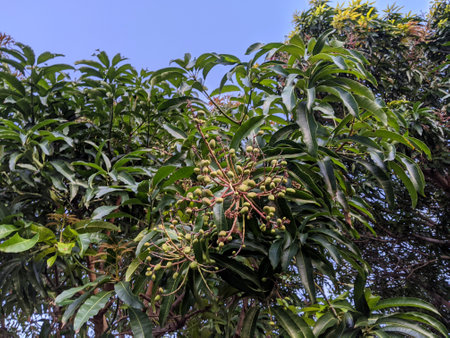 A close-up of baby mangoes of different sizes beginning to grow as they hanging from a tree full of green leaves on Oahu, Hawaii. These delicious and juicy mangoes are a staple of Hawaiian cuisine and are enjoyed by locals and tourists alike.の写真素材