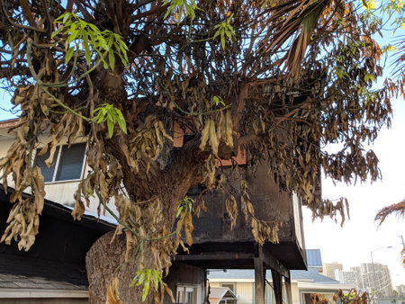 Honolulu - November 2, 2018:  A charred mango tree and house scorched in backyard.のeditorial素材