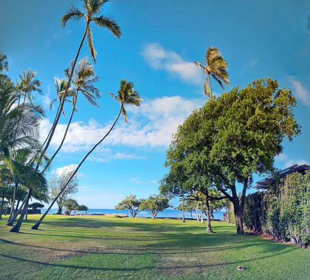 Grass field with coconut trees and other tropical plants in a park at Leahi Beach Park on Oahu, Hawaii. The park is located on the shore of the Pacific Ocean.の写真素材
