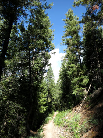Wander into the heart of nature on this serene path through the enchanting woods of Aspen, Colorado.の写真素材