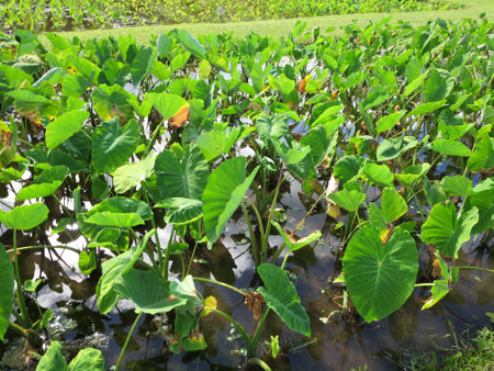 Vibrant and green taro patch, with leaves glistening under the sunlight, showcasing natureâs abundance. The photo shows the waterlogged field where the taro plants grow, and the reflections of the plants in the still water. The photo also shows a grassy area in the background where the taro patch ends.の写真素材