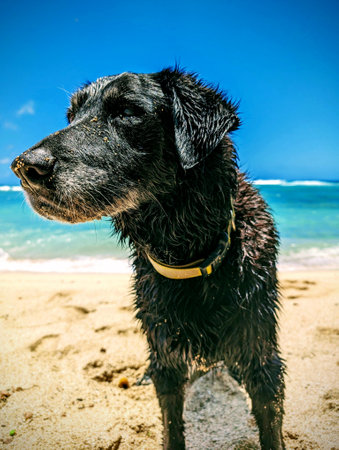 A wet black dog stands on a sandy beach in Oahu, Hawaii, after taking a dip in the ocean.の写真素材