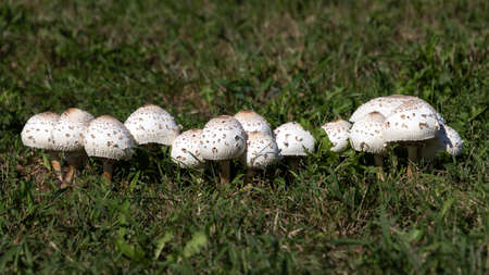 A Row Of Bright White Mushrooms Sprouting Out Of The Ground In A Field Of Green Grassの写真素材