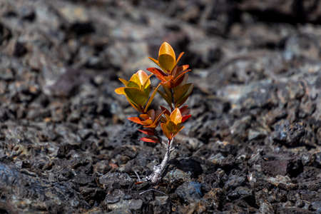 A Plant Sprouts And Grows In A Field Of Black Lava On The Big Island Of Hawaii, USA