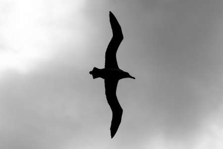 Silhouette Of A Laysan Albatross In Flight At James Campbell National Wildlife Refuge, Oahu, Hawaii,...