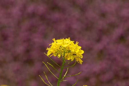 Closeup of a Bright Yellow Flower Blooming in a Field at Stroud Preserve, Chester County,...