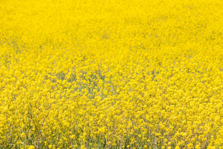 A Beautiful Field of Dense Yellow Flowers Blooming at Stroud Preserve, West Chester, Pennsylvania,...