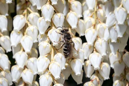 A bee pollinates small white flowers hanging from a tree in spring