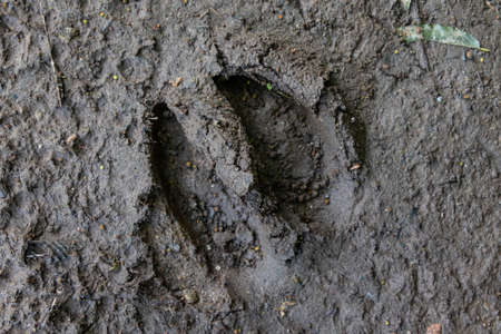 One moose footprint in mud, New Hampshire, USAの写真素材