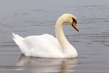 Beautiful white mute swan (Cygnus olor) swimming in a pondの写真素材