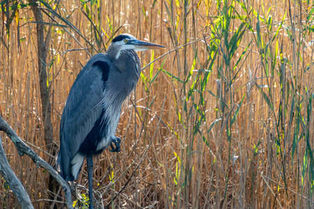 A great blue heron (Ardea herodias) stands on one leg against a background of tan reeds at Prime Hook National Wildlife Refuge, Delaware, USAの写真素材