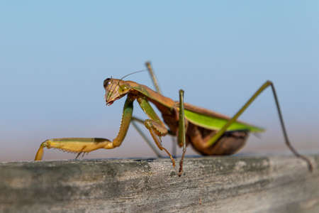 Closeup of a huge Chinese praying mantis (Tenodera sinensis) walking along a piece of wood