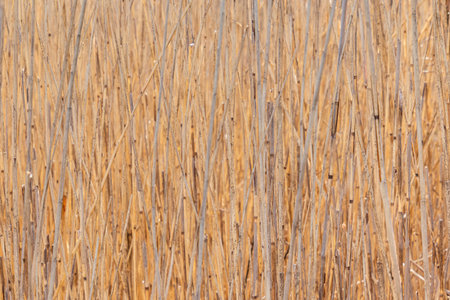 Pale tan brown reeds natural plant texture with shallow depth of field