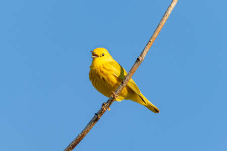 A yellow warbler (Setophaga petechia) perched on a branch against a blue sky singing with beak open,...