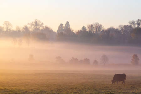 A cow grazes alone on a grassy field in thick early morning fog, lit beautifully by the sunriseの写真素材