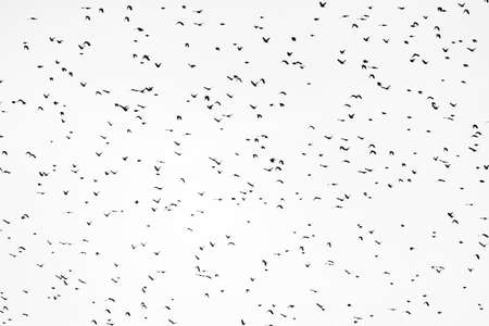 A huge murmuration of blackbirds flying against a cloudy white sky