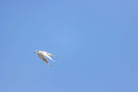 Juvenile Forster's tern (Sterna forsteri) in flight against a clear blue sky