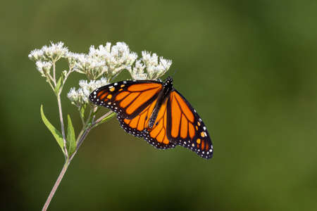 Monarch butterfly (Danaus plexippus) on a white flower against a blurry background