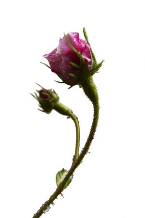 button of rosesの写真素材