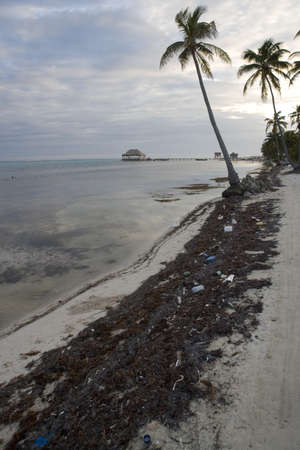 Palm trees on the Shoreの写真素材