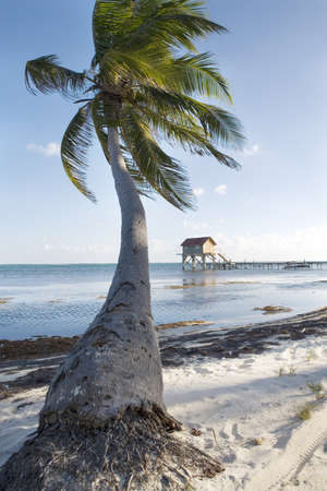 Palm tree and Hut at Sunsetの写真素材