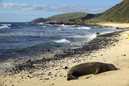 Endangered Monk Seal Sunbathing on Oahuの写真素材