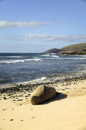 Endangered Monk Seal Sunbathing on Oahuの写真素材
