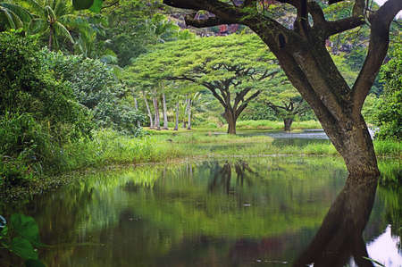 Garden Pond & Trees, North Shore, Oahu, Hawaiian Islandsの写真素材