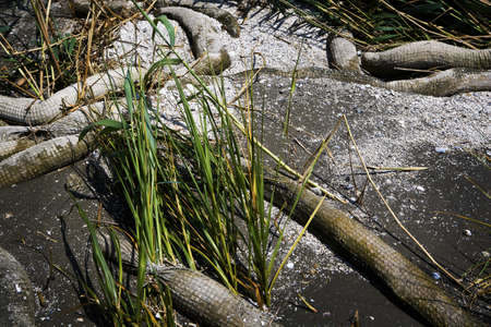 Dirty Beach Oil Boom, Gulf Coastの写真素材