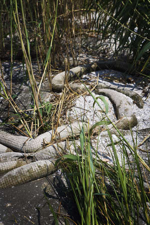 Dirty Beached Oil Boom & Marsh Grass, Gulf Coastの写真素材