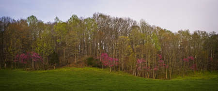 Spring Bloom in the Smoky Mountainsの写真素材
